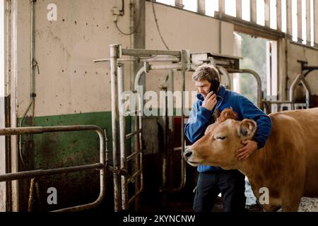 Farmer talking on mobile phone and stroking cow at cattle farm Stock Photo