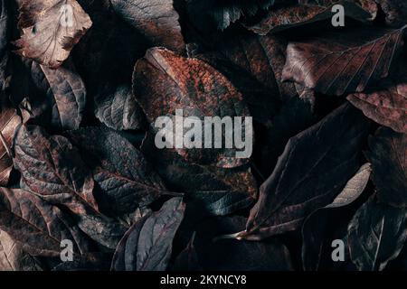 dark moody faded brown autumn leaf background, fall decay Stock Photo