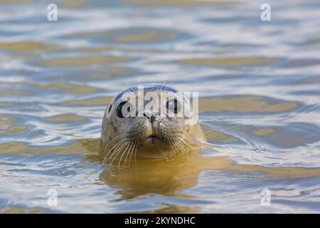 Young common seal / harbour seal (Phoca vitulina) close-up of juvenile swimming in the North Sea Stock Photo