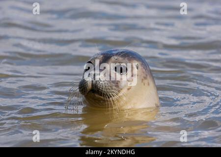 Young common seal / harbour seal (Phoca vitulina) close-up of juvenile swimming in the North Sea Stock Photo