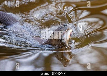 Eurasian otter / European river otter (Lutra lutra) eating caught freshwater fish in water of lake Stock Photo