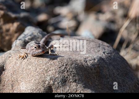 Lizard on a stone nd in his rocky habitat of the Hajar Mountains of the United Arab Emirates Stock Photo