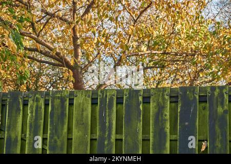 Cherry tree behind a wooden fence. Stock Photo