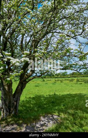 An old hawthorn tree in flower Crataegus monogyna in a field. Stock Photo