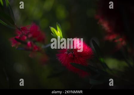 Fluffy red flowers closeup. Scarlet bottlebrush or callistemon coccineus Stock Photo