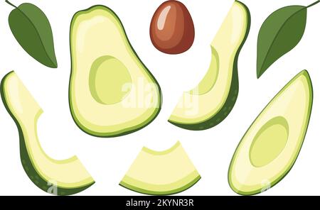 Set of different avocado slices with pit and leaves vector illustration Stock Vector