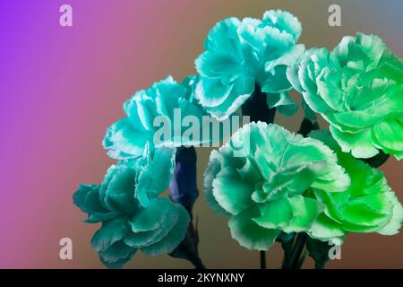 Neon mint green toned Dahlia flowers, top view wallpaper background. Abstract trendy neon blue green flowers backdrop, copy space. High quality photo Stock Photo