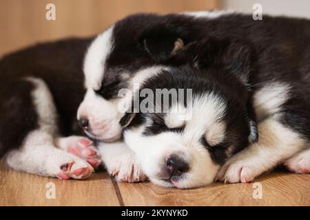 Black and white husky puppies resting on the floor in a house or apartment Stock Photo