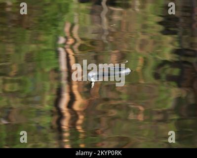 grass snake on sea in nature reserver glaskoggen (sweden) Stock Photo