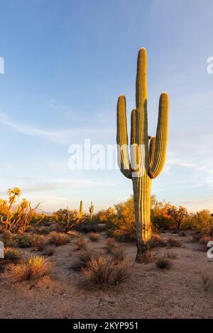 Giant Saguaro Cactus (Carnegiea Gigantea) and scenic Sonoran Desert landscape near Phoenix, Arizona Stock Photo