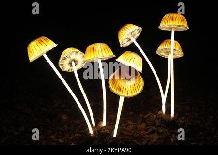 Suzan Vagoose - Heligan Lantern Night - Mushrooms Stock Photo