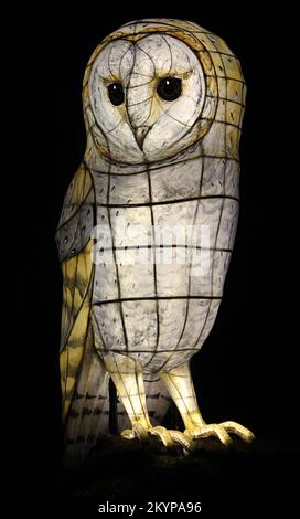 Suzan Vagoose - Heligan Lantern Night - Owl Stock Photo