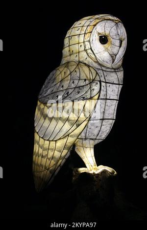 Suzan Vagoose - Heligan Lantern Night - Barn Owl Stock Photo
