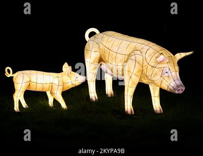 Suzan Vagoose - Heligan Lantern Night - Pigs Stock Photo