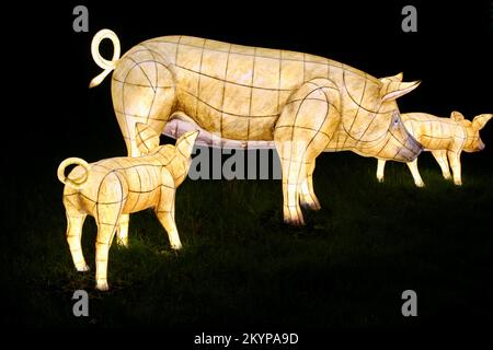 Suzan Vagoose - Heligan Lantern Night - Pigs Stock Photo