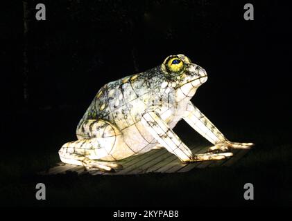 Suzan Vagoose - Heligan Lantern Night - Frog Stock Photo