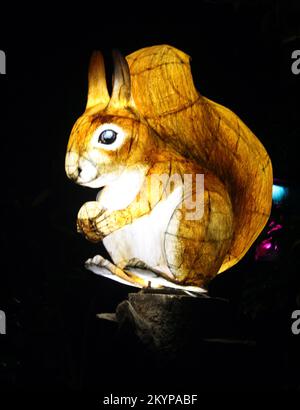 Suzan Vagoose - Heligan Lantern Night - Squirrel Stock Photo
