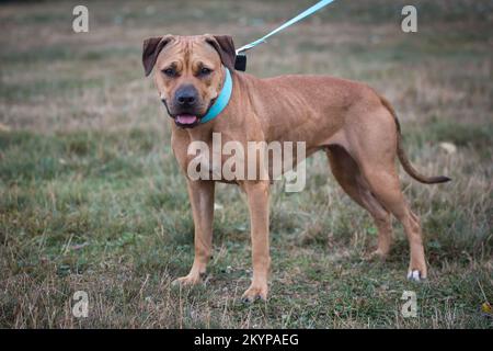 American Pit Bull Terrier Stock Photo