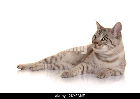 Pretty snow bengal cat lying down, looking away isolated on a white background Stock Photo