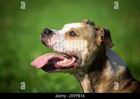 American Pit Bull Terrier Stock Photo