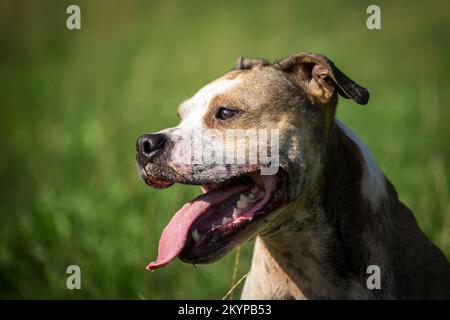 American Pit Bull Terrier Stock Photo