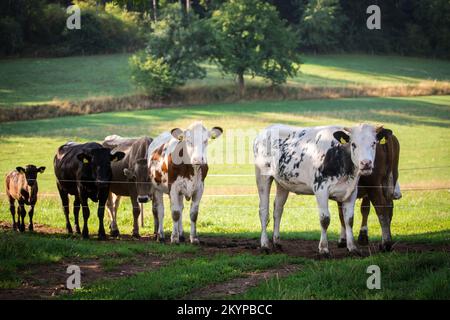 Free range cattle in the summer Stock Photo
