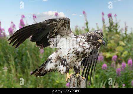 Bald Eagle, Juvenile, Alaska Stock Photo