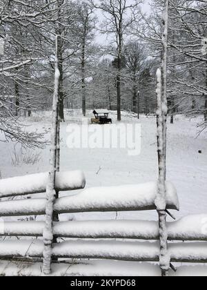 Sheep being fed at an outdoor feeding area in a paddock in a winter landscape with snow. Stock Photo