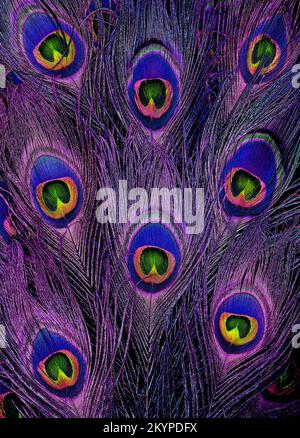 Bright blue and purple peacock feathers in a full frame image in a trendy design Stock Photo