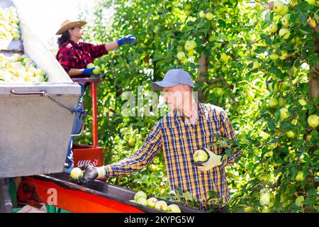 Farmers working on harvesting platform, picking apples Stock Photo
