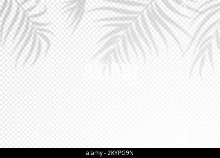 Realistic shadow of  palms leaves on transparent background. Tropical leaves shadow. Element for presentations and mockups Stock Vector