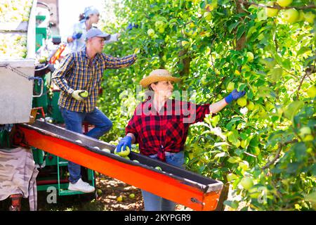 Farmers working on harvesting platform, picking apples Stock Photo