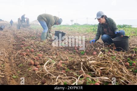 Couple of professional farmers harvesting potatoes Stock Photo