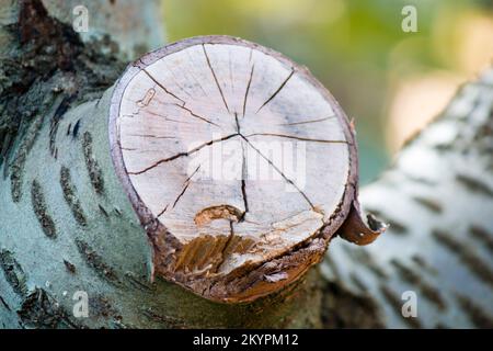 tronco di un albero in primo piano, trunk of a tree in the foreground Stock Photo