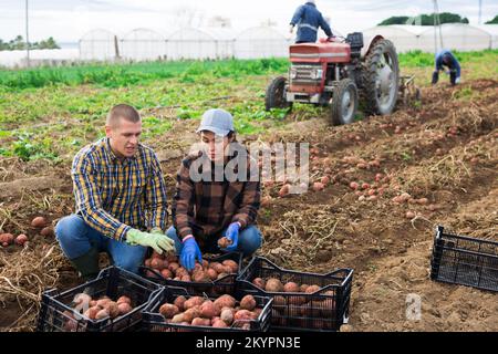 Couple of professional farmers harvesting potatoes Stock Photo