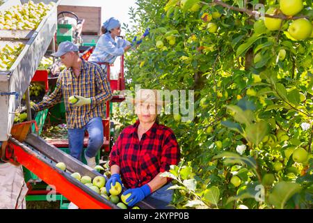 Farmers working on harvesting platform, picking apples Stock Photo