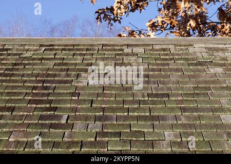 Wooden shingled roof in New England during autumn, with brown oak leaves and blue sky in the background Stock Photo