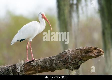 A white ibis set against the beautiful Spanish moss. Stock Photo