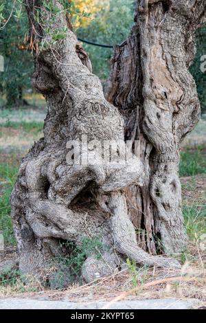 Ulivi deformi, Deformed olive trees Stock Photo