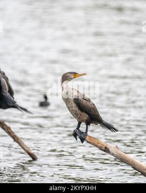 Double-crested Cormorant (Phalacrocorax auritus) perches on a log at the Sepulveda Basin Wildlife Reserve, Los Angeles, CA. Stock Photo