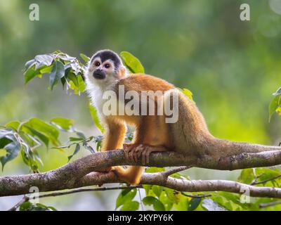 Squirrel monkey (Saimiri oerstedii) in the rain forest canopy, Osa Peninsula, Costa Rica Stock Photo