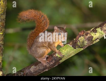 The red-tailed squirrel (Sciurus granatensis) in the rainforest of Costa Rica Stock Photo