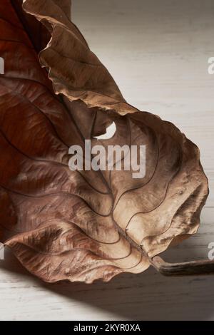 close up of dry leaf skeleton texture Stock Photo