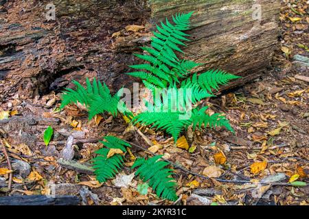 Lady Fern growing in a nortthern hardwood forest in Pennsylvania's Pocono Mountains Stock Photo
