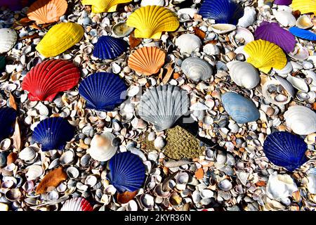 colorful seashell on beach. Stock Photo