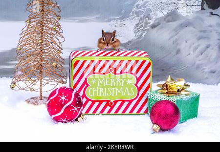 little chipmunk pops up over a striped tin in this cute wintery still life Stock Photo