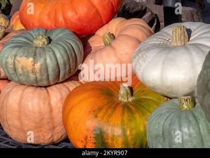 a large pile of pumpkins lets you choose a gourd in many different shapes, sizes and colors Stock Photo