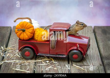 Furry chipmunk pops out of a toy pick up truck filled with pumpkins Stock Photo