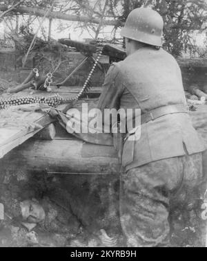 World War Two German Soldier Fires an MG42 from a concealed position on the Northern Sector of the Russian Front 1944. The man is an Estonian Volunteer in the Waffen SS Stock Photo