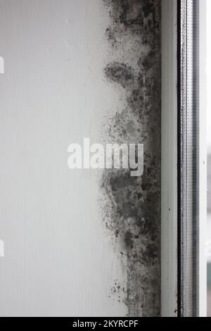 The window slope is covered with fungus. Mold covers the wall from excessive moisture in the room Stock Photo